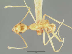 Pheidole vistana Forel 1914的圖片