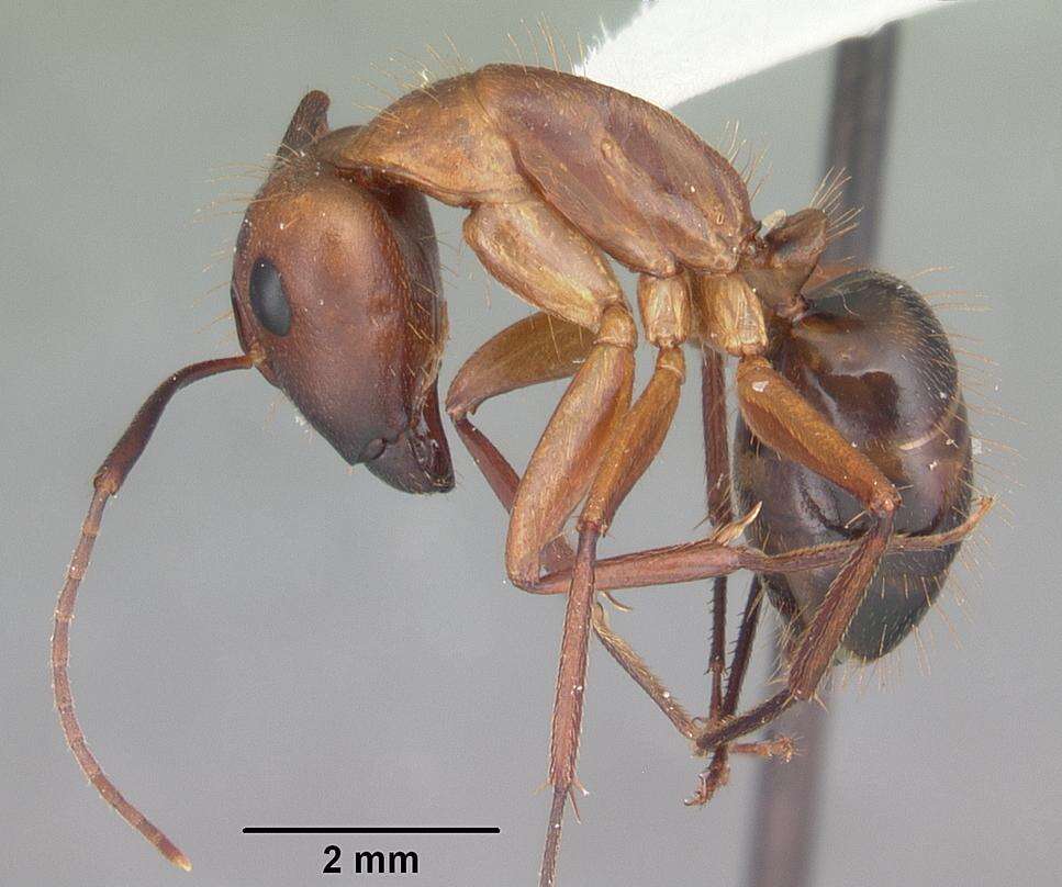 Image of Ant