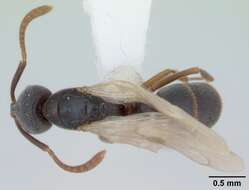 Image of Ant