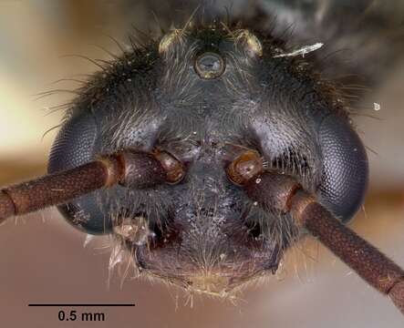 Image of Rapacious Panther Ant