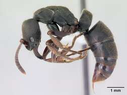 Image of Rapacious Panther Ant