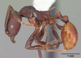 Image of Aphaenogaster tennesseensis (Mayr 1862)