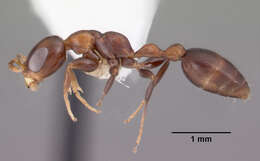 Image of Pseudomyrmex ejectus (Smith 1858)