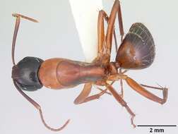 Image of Camponotus texanus Wheeler 1903
