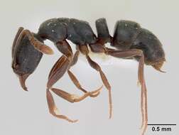 Image of Ant