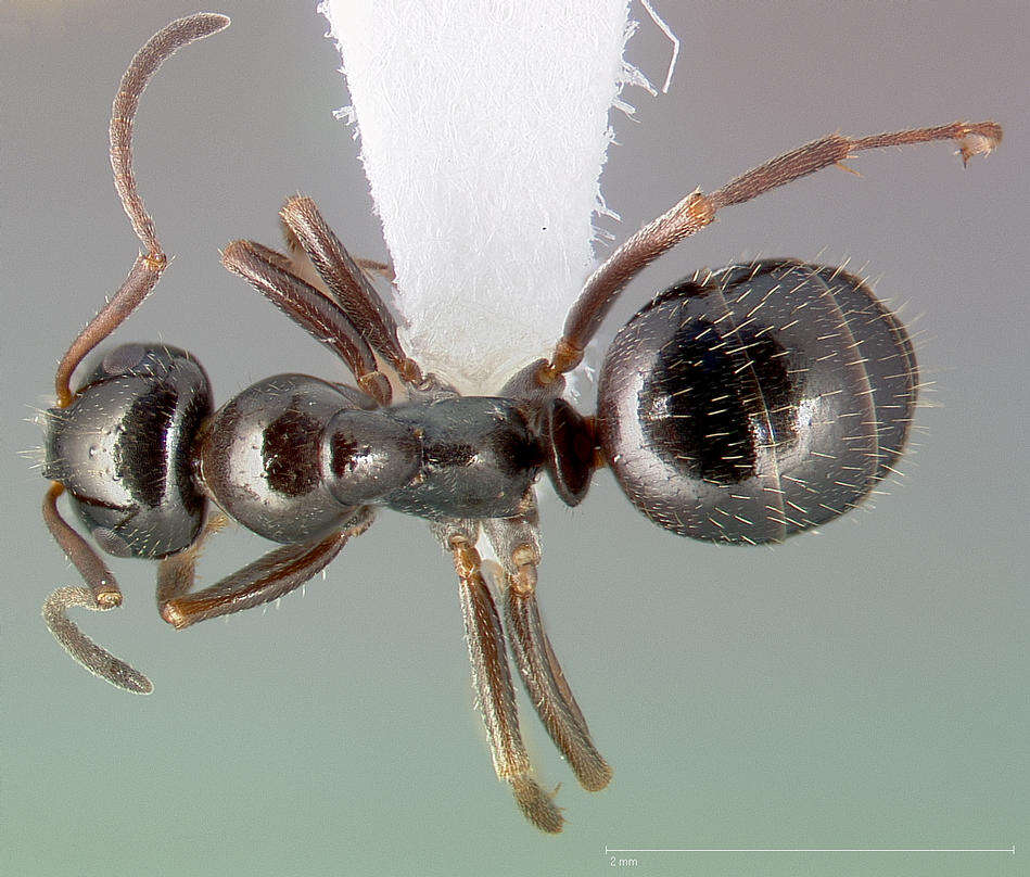 Image of Formica lasioides Emery 1893