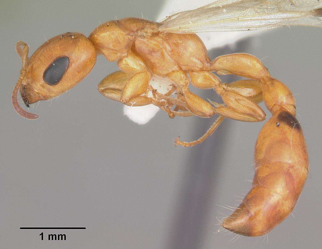 Image of Pseudomyrmex seminole Ward 1985