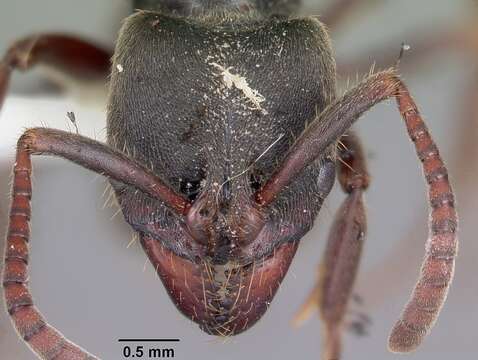 Image of Rapacious Panther Ant