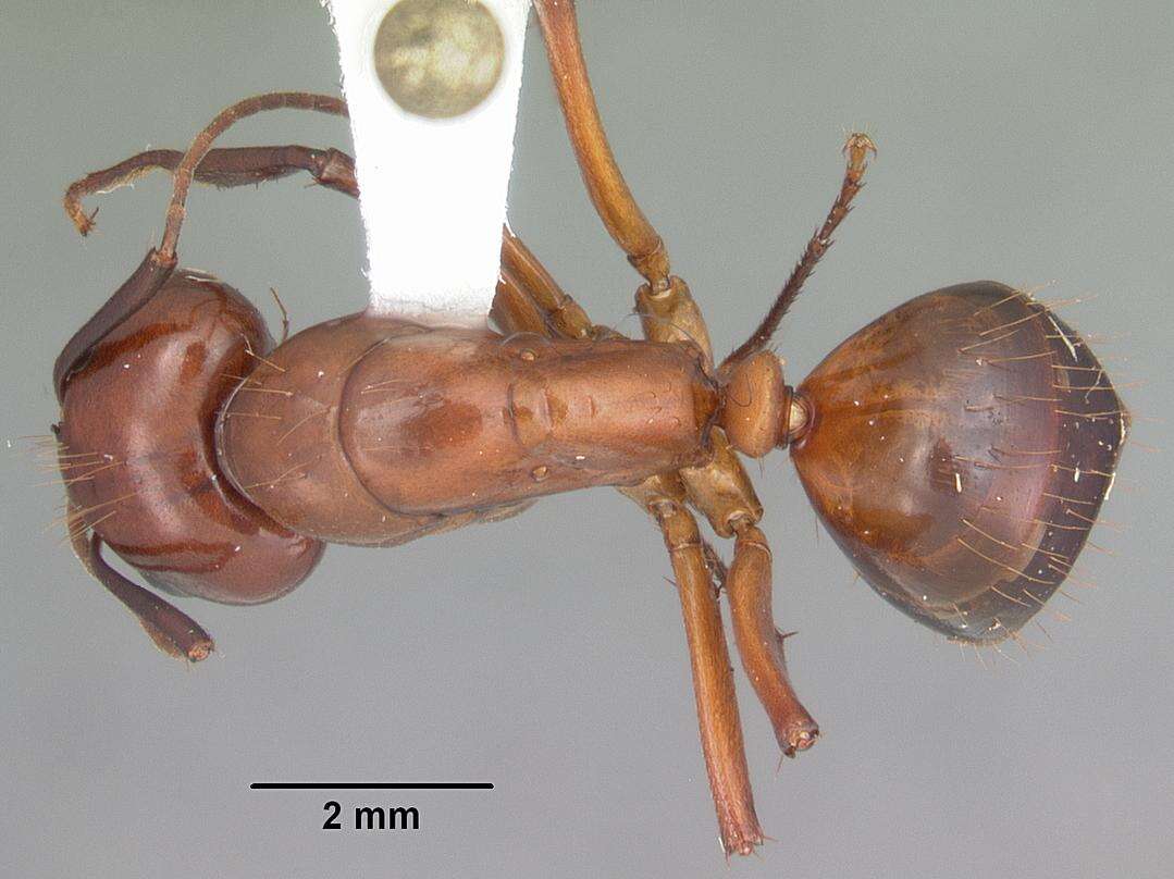 Image of Camponotus castaneus (Latreille 1802)