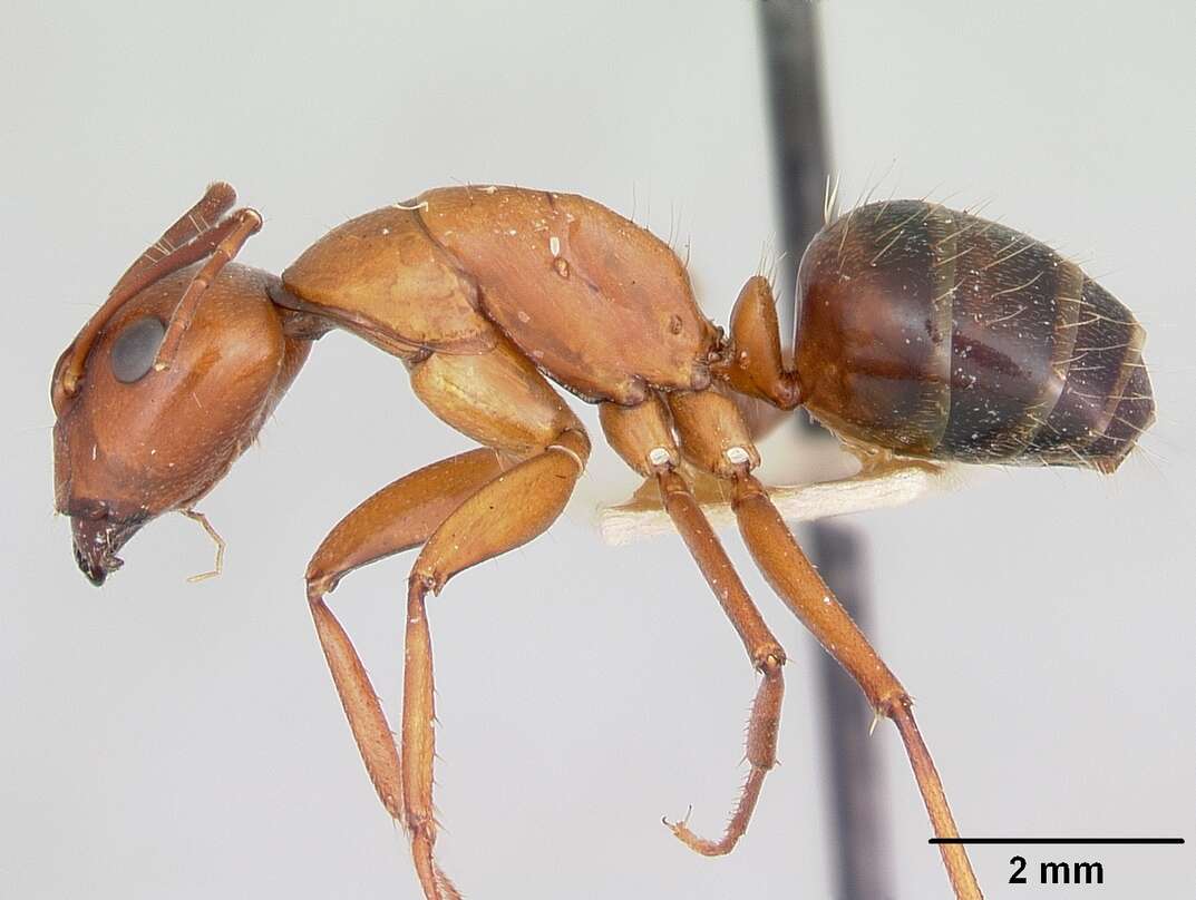 Image of Camponotus castaneus (Latreille 1802)