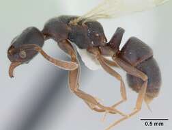 Image of Ant