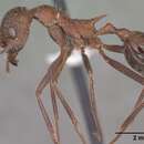 Image of Aphaenogaster albisetosa Mayr 1886