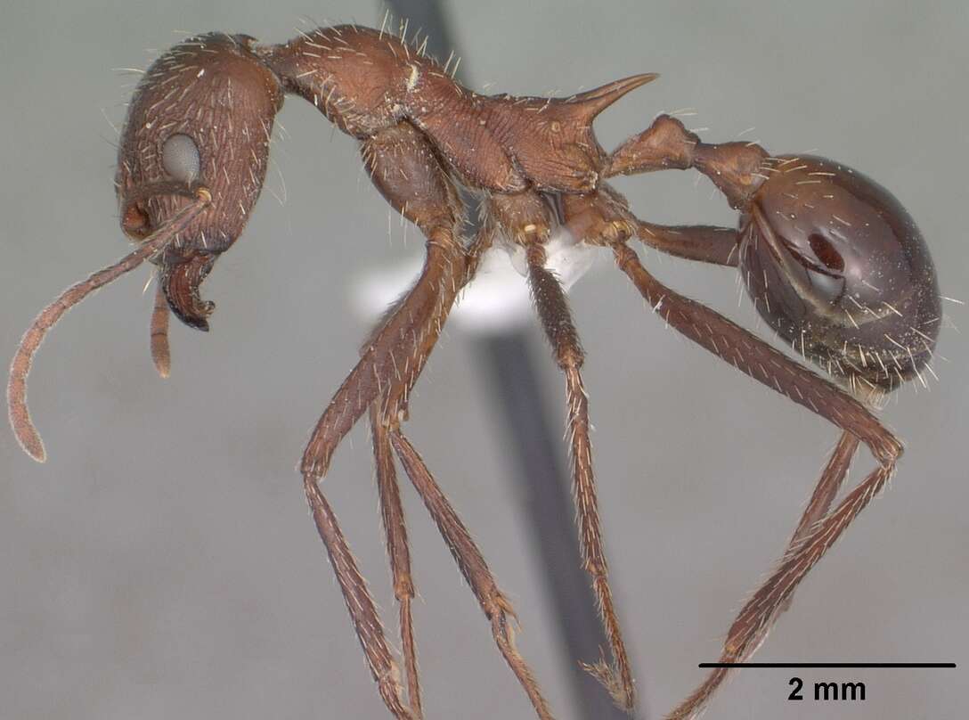 Image of Aphaenogaster albisetosa Mayr 1886