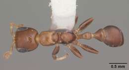 Image of Pseudomyrmex ejectus (Smith 1858)