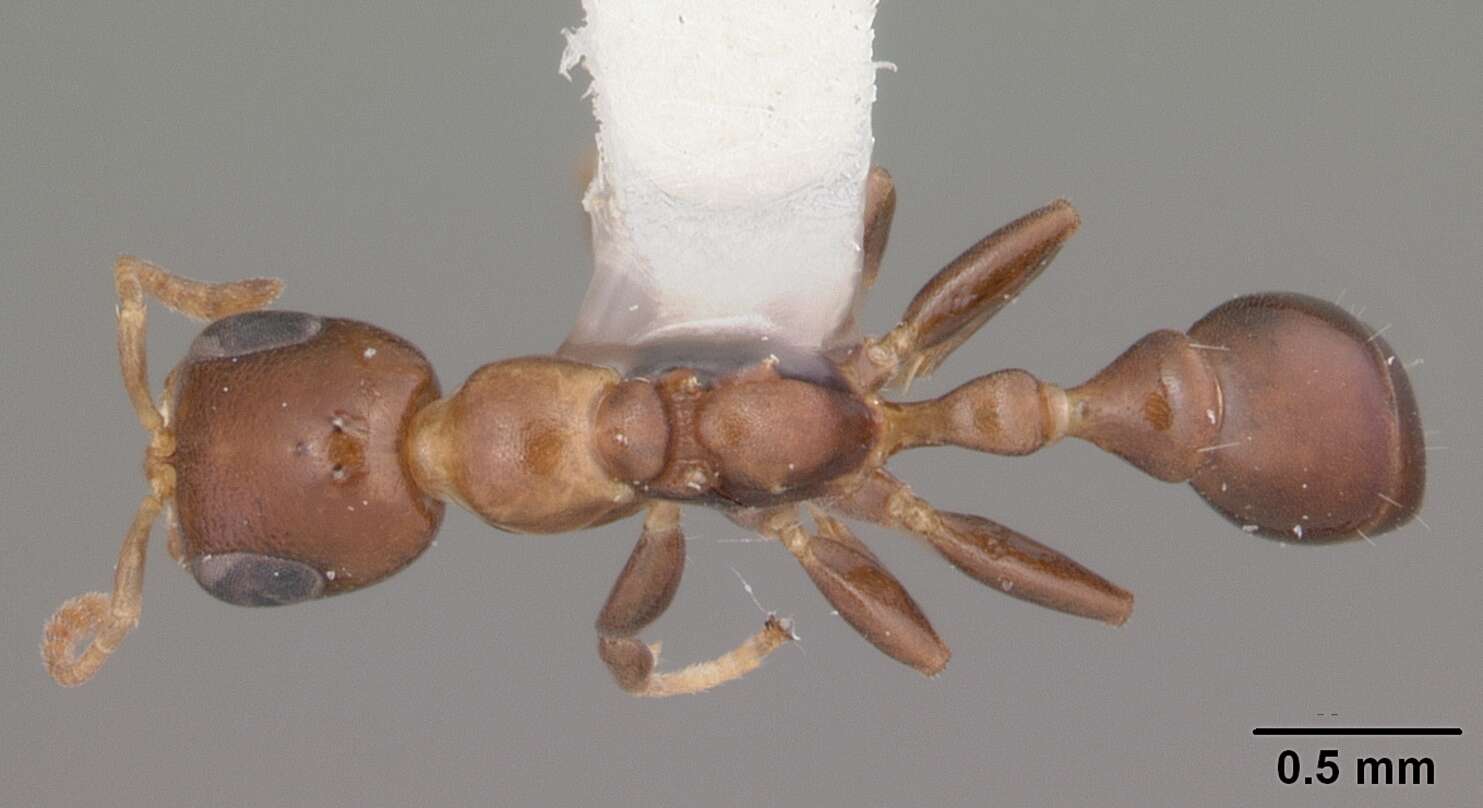 Image of Pseudomyrmex ejectus (Smith 1858)