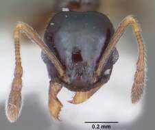 Image of Pheidole metallescens Emery 1895