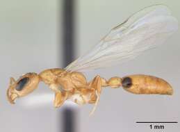 Image of Pseudomyrmex simplex (Smith 1877)