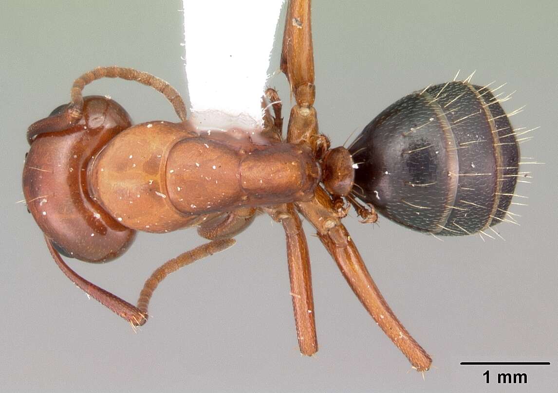 Plancia ëd Camponotus discolor (Buckley 1866)