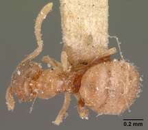 Image of Brachymyrmex depilis Emery 1893