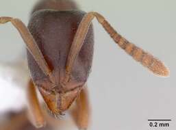 Image of Ant