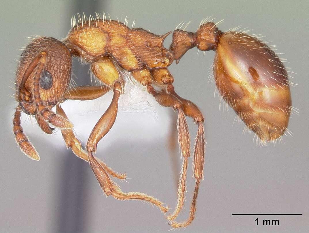 Image of Myrmica brevispinosa Wheeler 1917