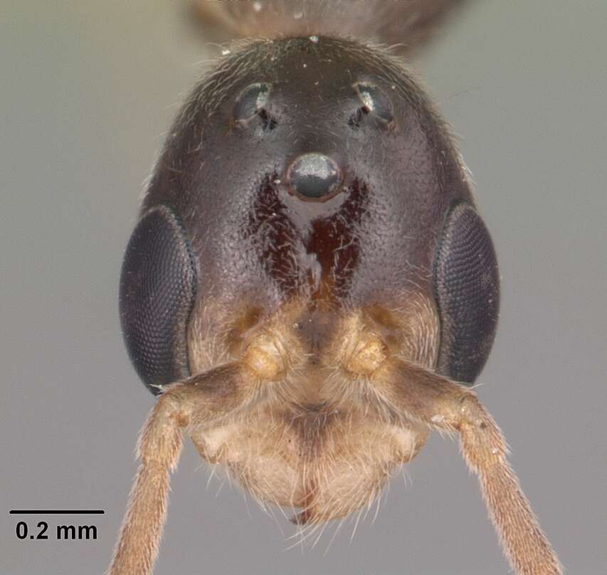 Image of Pseudomyrmex seminole Ward 1985