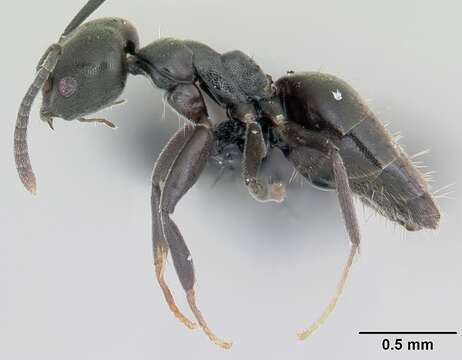 Image of Ant