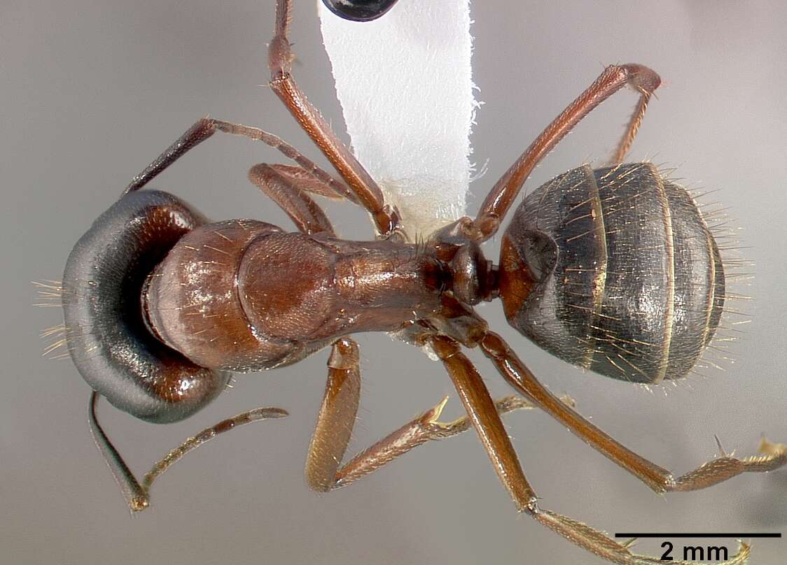 Plancia ëd Camponotus dumetorum Wheeler 1910