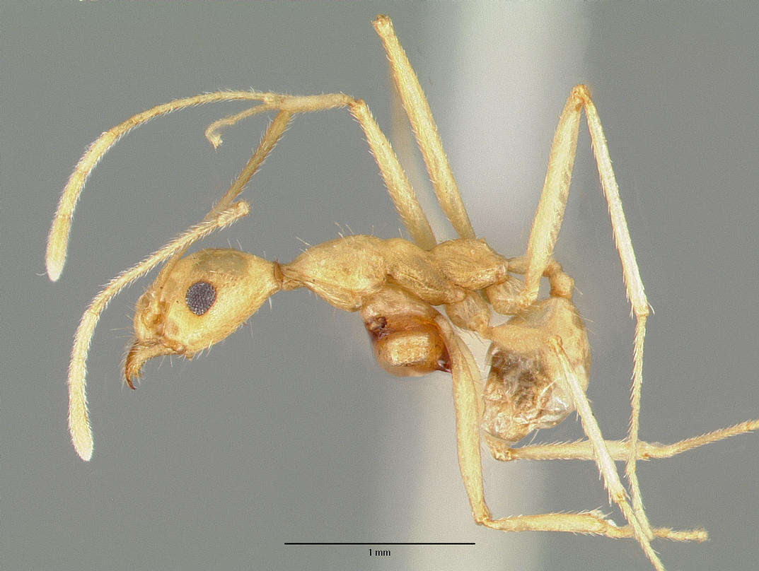 Pheidole vistana Forel 1914的圖片