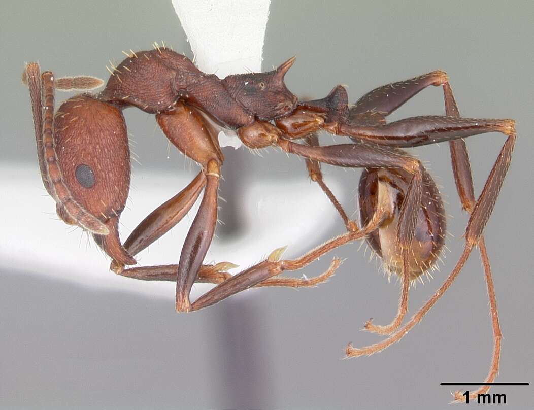 Image of Aphaenogaster lamellidens Mayr 1886