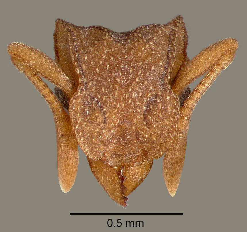 Image de Cyphomyrmex wheeleri Forel 1900