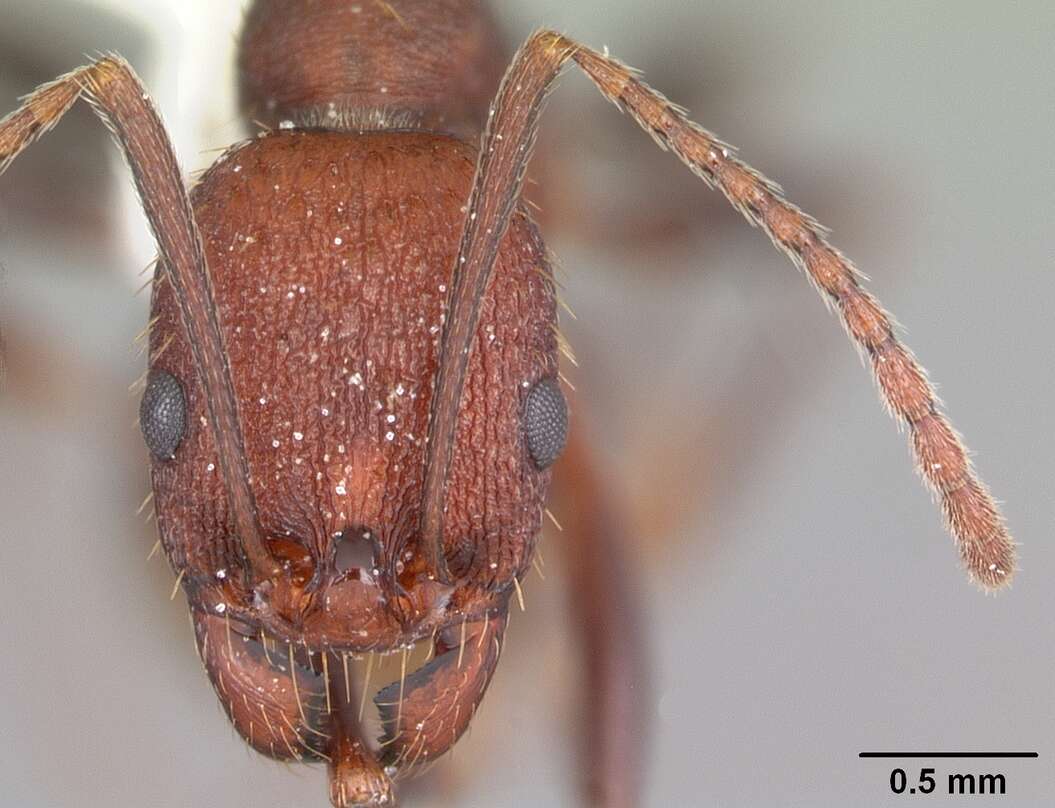 Image of Aphaenogaster lamellidens Mayr 1886