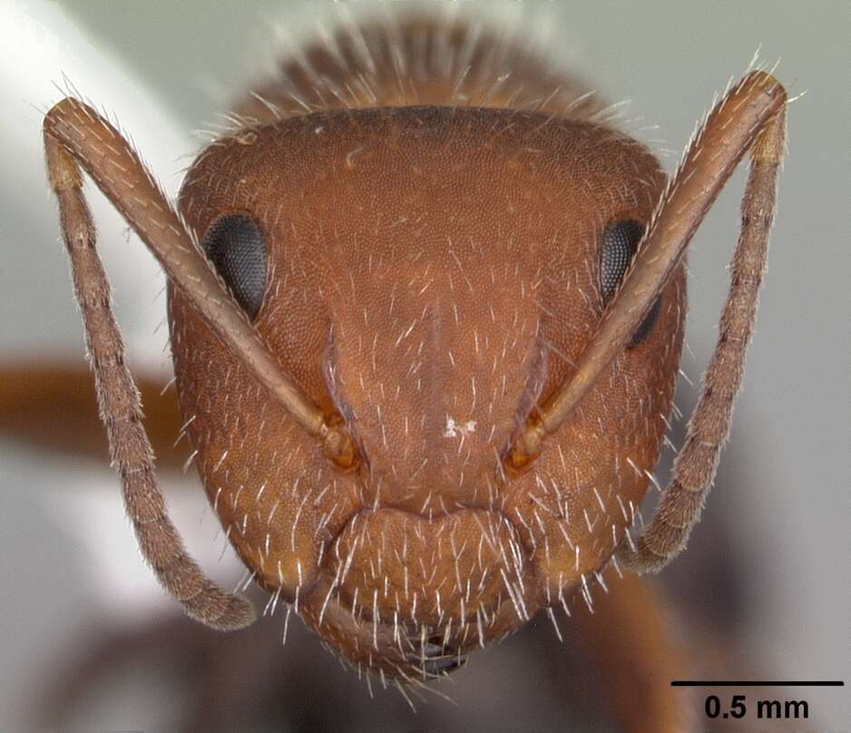 Plancia ëd Camponotus planatus Roger 1863