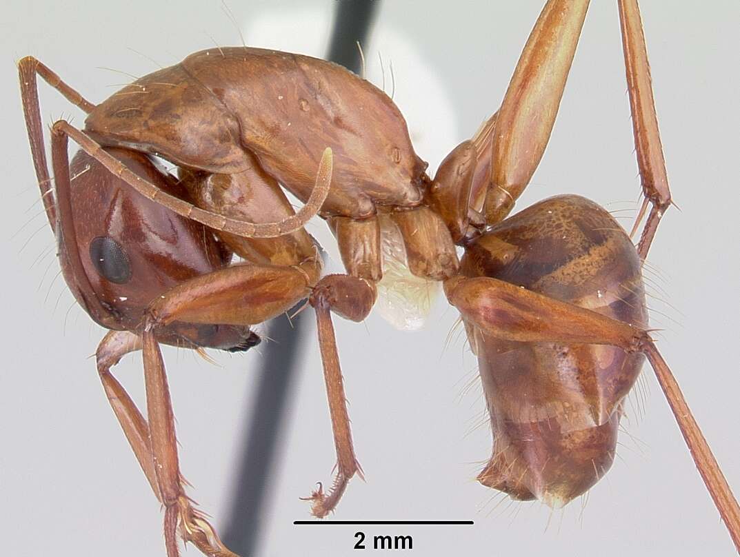 Image of Camponotus castaneus (Latreille 1802)