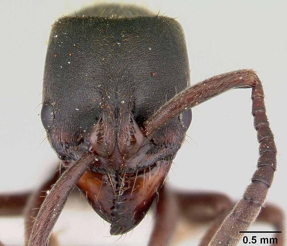 Image of Rapacious Panther Ant