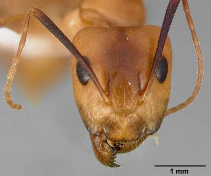 Image of Camponotus fragilis