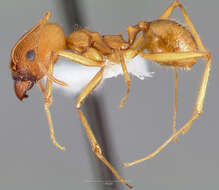 Pheidole vistana Forel 1914的圖片