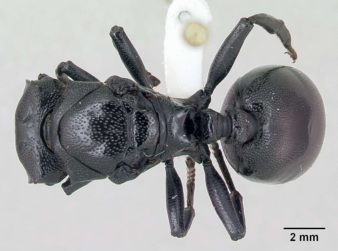 Cephalotes atratus (Linnaeus 1758) resmi