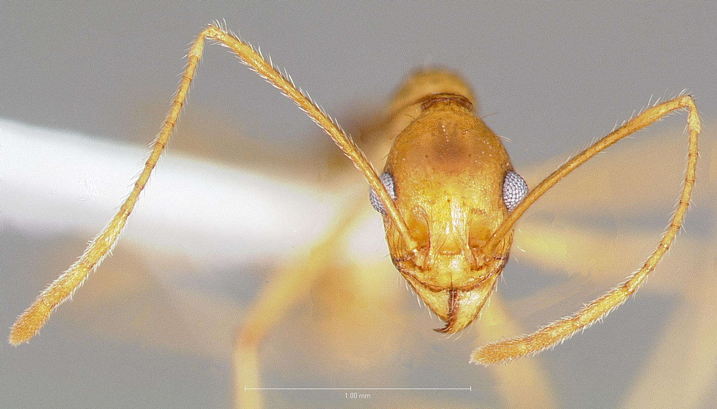 Pheidole vistana Forel 1914的圖片