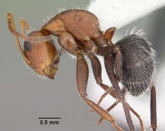 Plancia ëd Camponotus planatus Roger 1863