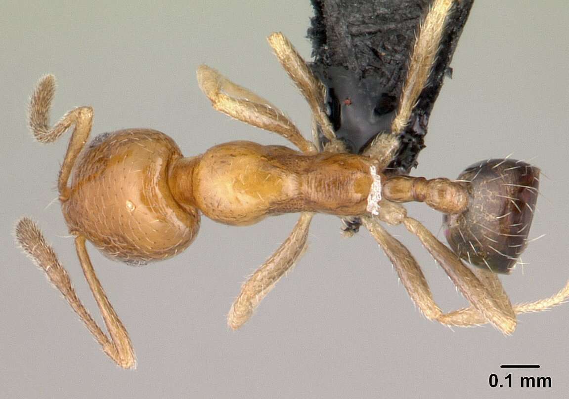 Image of Destructive trailing ant