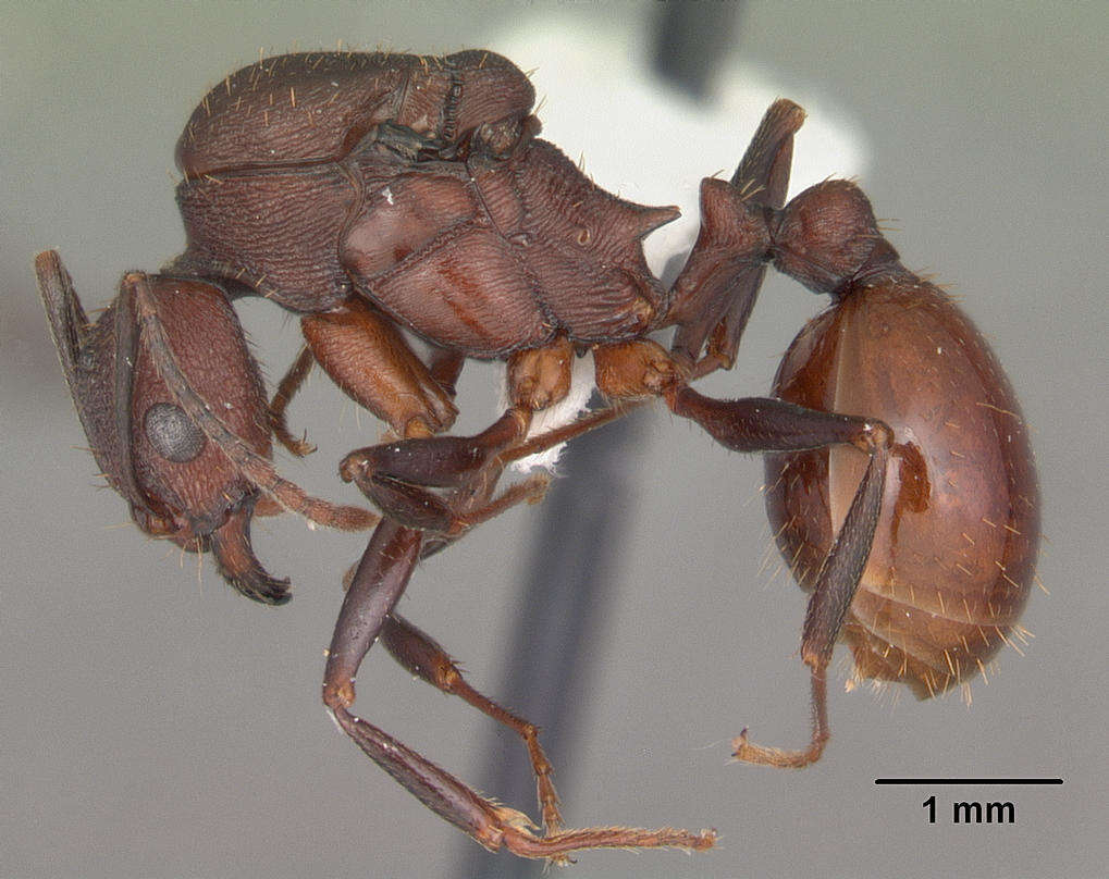 Image of Aphaenogaster lamellidens Mayr 1886