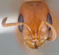 Image of Pseudomyrmex apache Creighton 1953