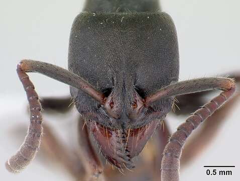 Image of Rapacious Panther Ant