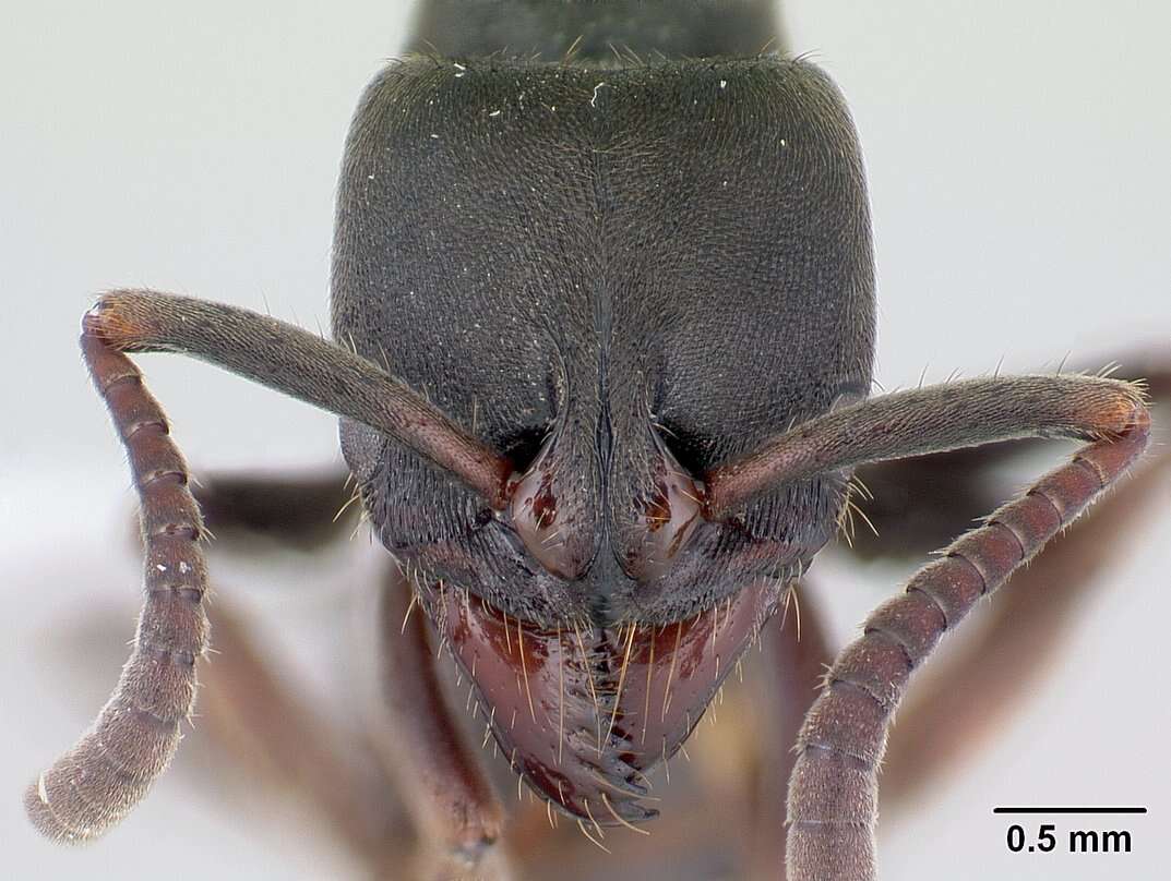 Image of Rapacious Panther Ant