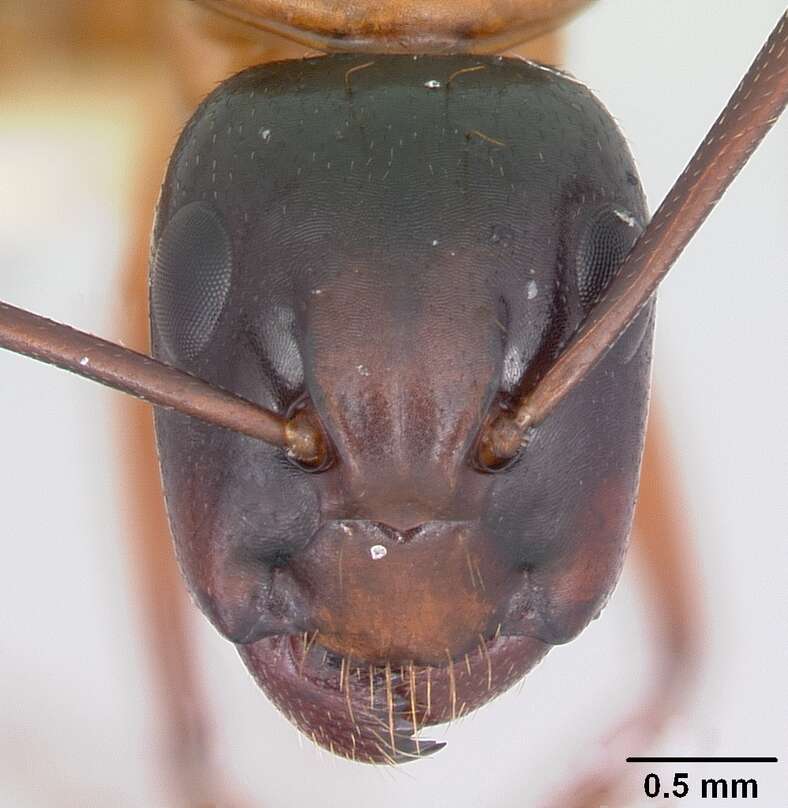 Image of Camponotus texanus Wheeler 1903