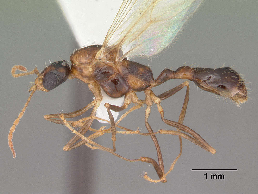 Image of Aphaenogaster floridana Smith 1941