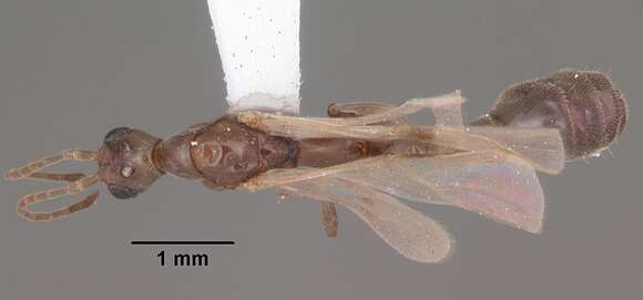 Image de Pseudomyrmex cubaensis (Forel 1901)