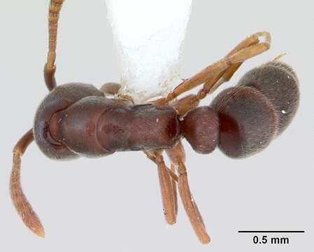 Image of Ant