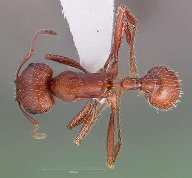 Image of Pogonomyrmex salinus Olsen 1934